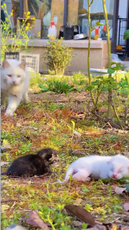 MB2011018_found cat family she has two very cute babies now it was members_part2