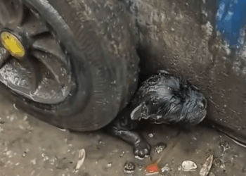 B1711002_Found in Trash, Drenched in Rain He Just Wanted to_part2