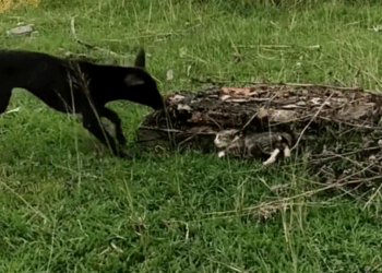 B1711029_#pet #fyp #xuhuong #trending #cat_part2