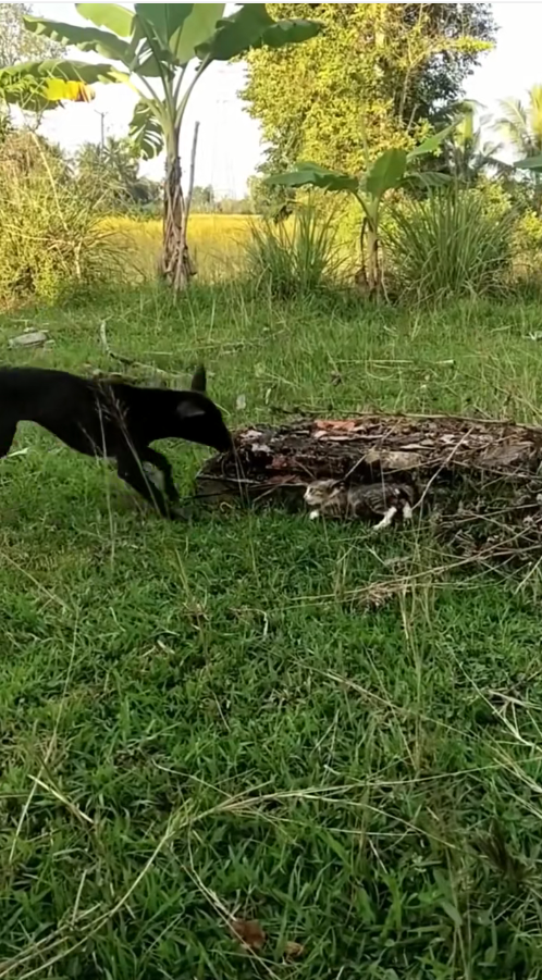 B1711029_#pet #fyp #xuhuong #trending #cat_part2