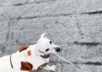 M1811038 He looked at my dog envy,longing to have home of his own #re