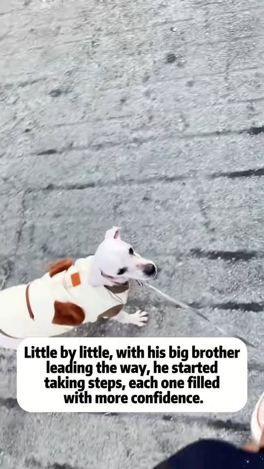 M1811038 He looked at my dog envy,longing to have home of his own #re