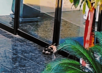 M1811039 We rushed to save cat trapped in door before it was too late #c