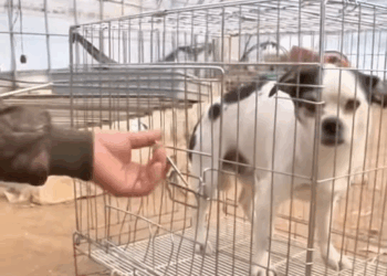 M1811040 Le petit chien toujours pensé que le maître viendrait le chercher part2