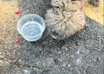 M0211004 Rescue Stray Dogs#help #rescuedog #straydogs #rescueanimals #dogslove #emotional #foryo #adoteumhabitinho #rescue #animalsoftiktok part2