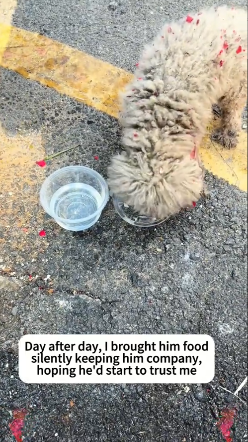 M0211004 Rescue Stray Dogs#help #rescuedog #straydogs #rescueanimals #dogslove #emotional #foryo #adoteumhabitinho #rescue #animalsoftiktok part2