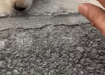 M1811043 poor puppy was wandering street, exhausted, lying down sl