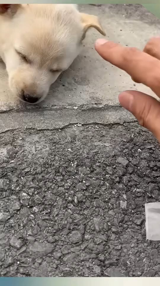 M1811043 poor puppy was wandering street, exhausted, lying down sl