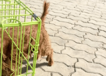 M1811044 He waits in solitude person who will never return #rescuedog #h