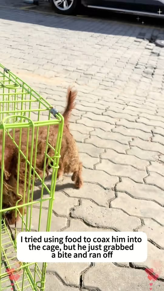 M1811044 He waits in solitude person who will never return #rescuedog #h