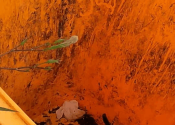 M1811045 was taking out trash when found kitten abandoned on part2