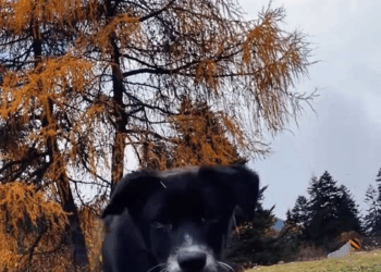M1811046 man meets puppy on bike ride #tiktok #fyp #usa #moving #puppy part2