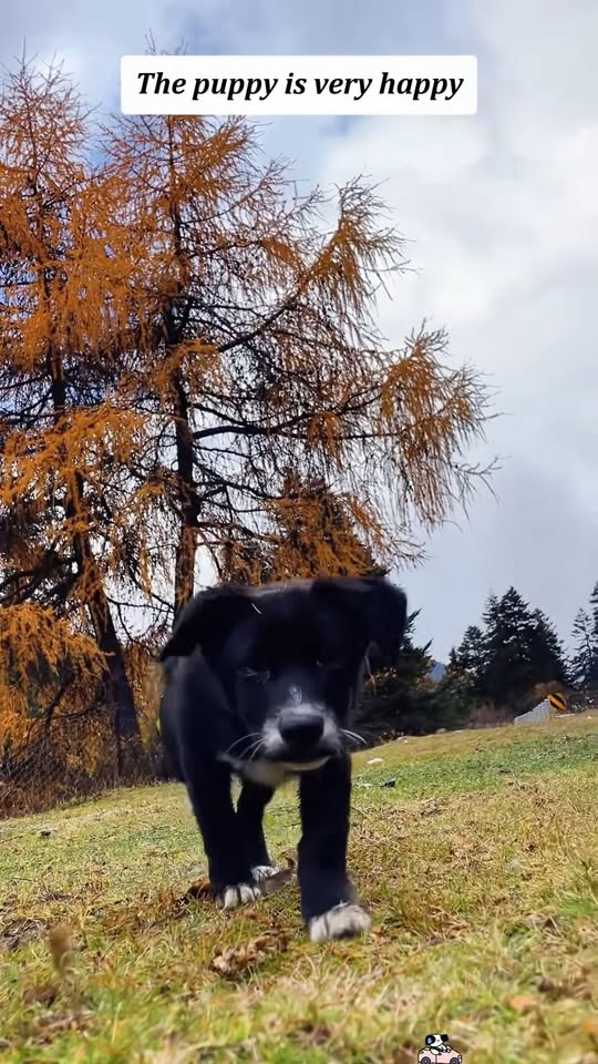 M1811046 man meets puppy on bike ride #tiktok #fyp #usa #moving #puppy part2