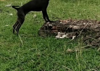 M1811047 #pet #fyp #xuhuong #trending #cat part2