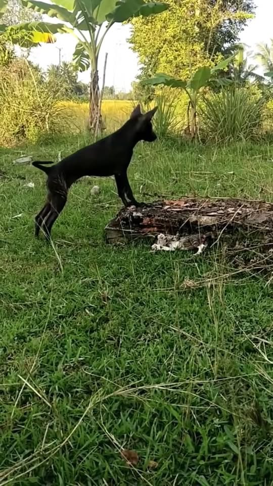 M1811047 #pet #fyp #xuhuong #trending #cat part2