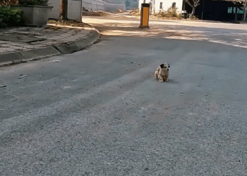 M1811048_He was just stray puppy until she decided to adopt him #rescue_part2