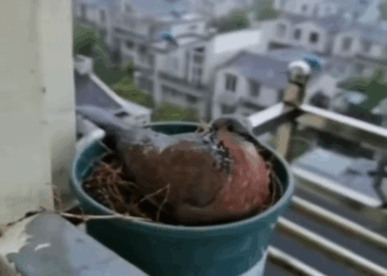 B1711030_story of cute Pigeon #rescue #rescueanimals #animals #pigeon_part2