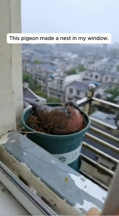 B1711030_story of cute Pigeon #rescue #rescueanimals #animals #pigeon_part2