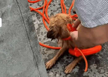 M0211005 Man saved a dog from a canal and became a hero 😍 #dog #dogsoftiktok #dogrescue #animalsoftiktok #animalrescue #fyp part2