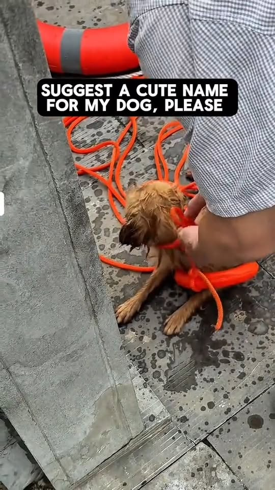 M0211005 Man saved a dog from a canal and became a hero 😍 #dog #dogsoftiktok #dogrescue #animalsoftiktok #animalrescue #fyp part2