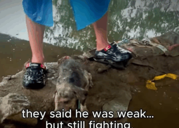 M2211001 He Was Dying in Rain But Love Saved Him