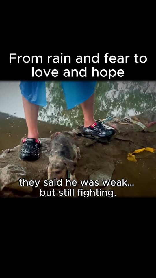 M2211001 He Was Dying in Rain But Love Saved Him