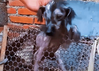 M2211002 dog imprisoned in cage long time was abused by its owne
