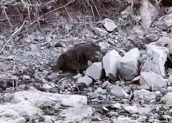 M2211003 dog entangled in sewer is entangled in fishing net, const\