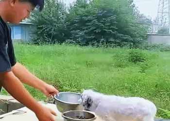 M2211004 dying dog was thrown into river by its cruel owner