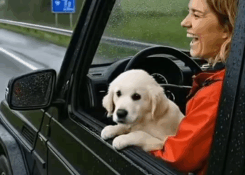 M2211005 Kind Lady Rescues Poor Hungry Dog part2