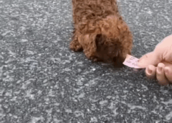 M2211006 Poor little street puppy shaking, starving completely alone