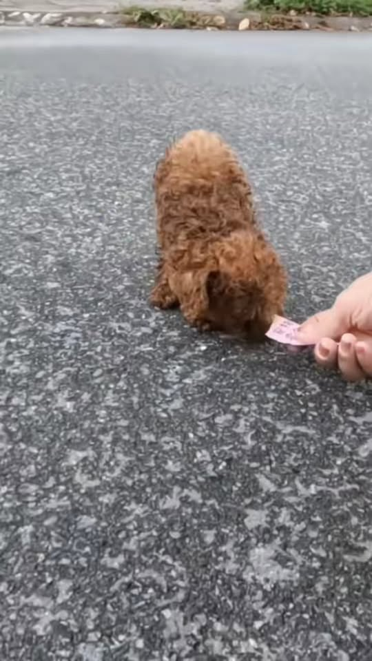 M2211006 Poor little street puppy shaking, starving completely alone