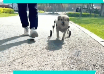 M2211008 They also deserve a second chance