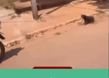 M3010021_ CRIME DE MAUS-TRATOS Em Goiás, um motociclista foi flagrado arrastando um cachorro preso por uma corda na Avenida Be_part2