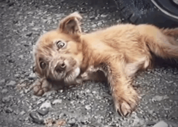 M2211009 Tirado, herido sin fuerzas así me dejaron por un pedazo de pan El angel de la montaña part2