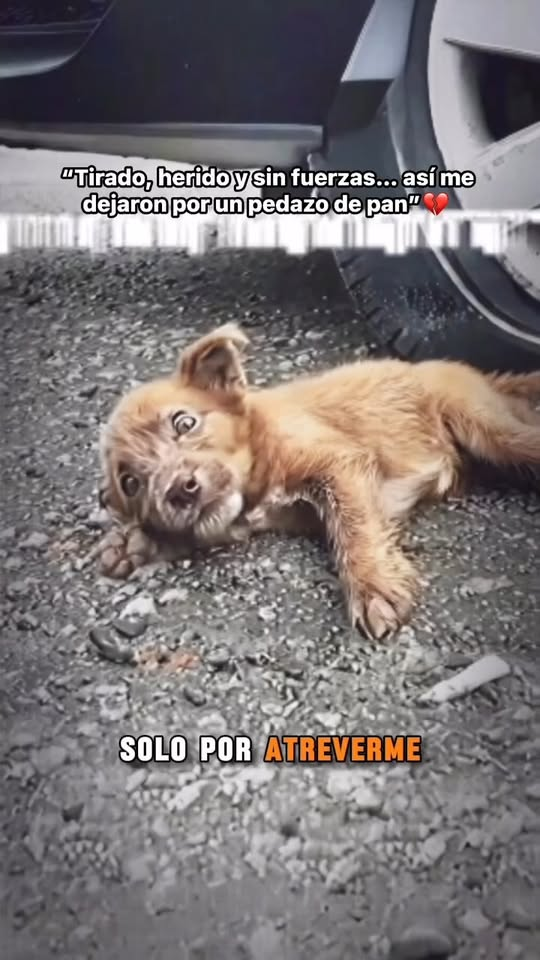 M2211009 Tirado, herido sin fuerzas así me dejaron por un pedazo de pan El angel de la montaña part2