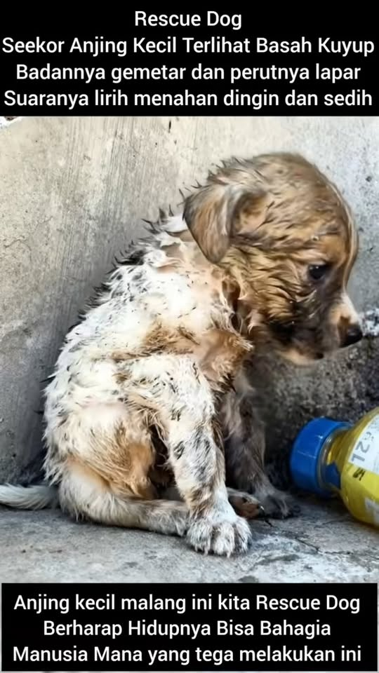M2211010 Rescue Dog Seekor Anjing Kecil Terlihat Basah Kuyup Badannya gem