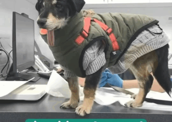 M2211011 He was left on street broken eye jaw #fypシ #animal #r