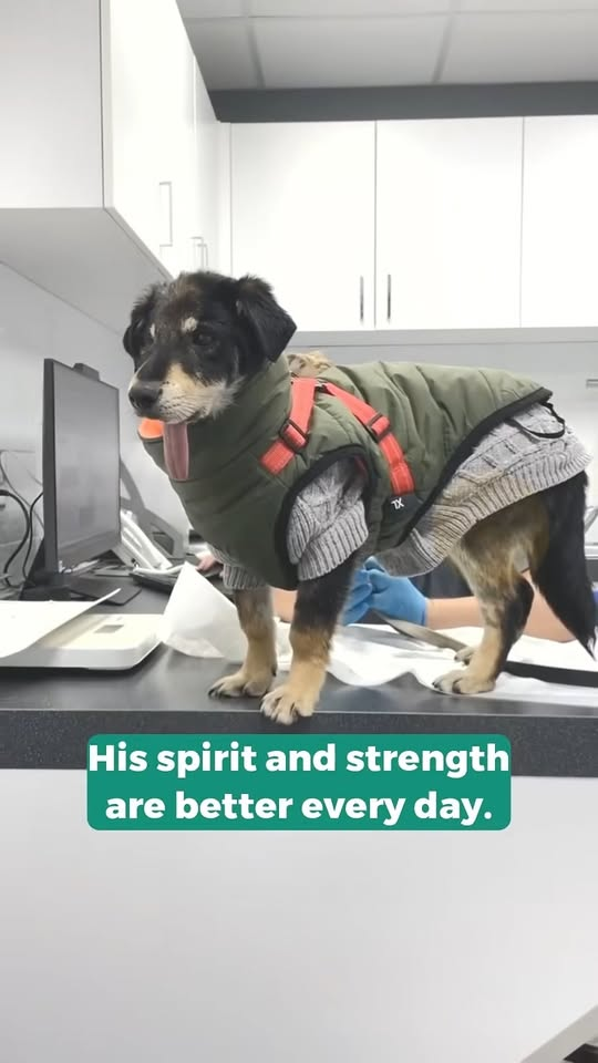 M2211011 He was left on street broken eye jaw #fypシ #animal #r