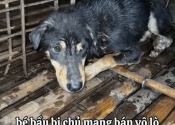 M2211012 pregnant baby was sold to slaughterhouse by owner, baby is lying there shivering, begging for help