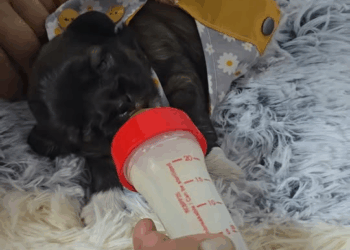 M2211013 Morochita es una recien nacida, abandonada en las calles cerca al bas