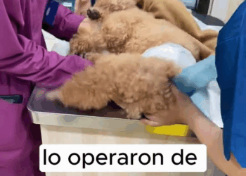 M2211014 OMG, found puppy in trash can when took out garbage