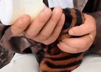 M2211015 saw strange creature on road #tiktok #puppy #usa #fyp #dog part2