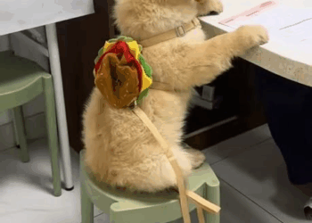 M2211018 saw little dog hiding in corner, soaked to skin