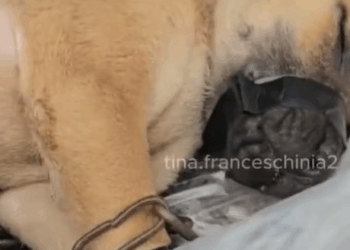 M0211007 #rescue #rescueanimals #rescuepuppy #fyp #animals part2