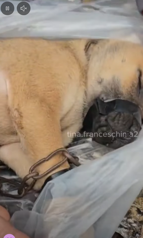 M0211007 #rescue #rescueanimals #rescuepuppy #fyp #animals part2