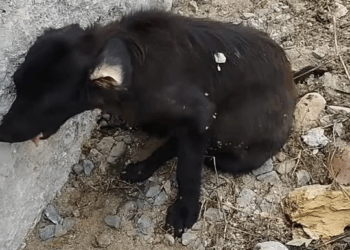 M2211019 What do you advise? I don’t know what to do anymore, the dog needs a vet.