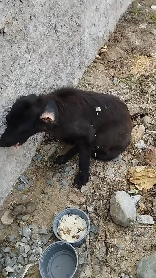 M2211019 What do you advise? I don’t know what to do anymore, the dog needs a vet.