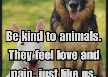 M2211020 They Abandoned Little Pup In Snow #fyp #dog #animalrescue #hear