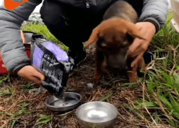 M2211022 Rescue Poor Dog Bandage On Its Head Dog Screams In Pai